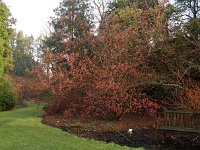 Hamamelis Ruby Glow 2016 01 23 8979